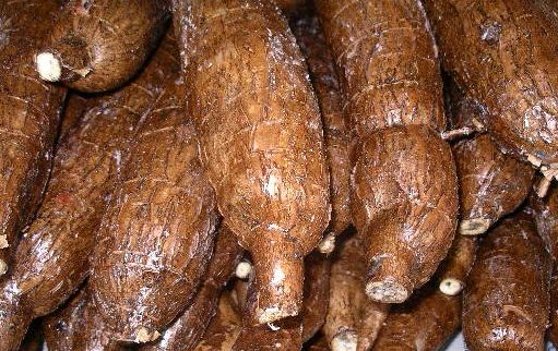 manioc-2