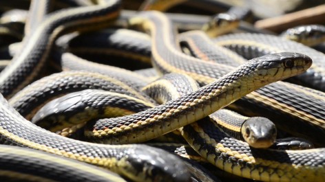 Âmes (et pieds) sensibles, s'abstenir : c'est la saison du rassemblement du plus grand nid de serpents au monde